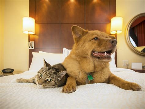 cheap hotels pet friendly|cheap hotels that accept pets.